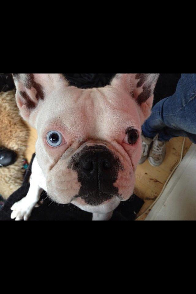 Fransk bulldog Fru Ludvig billede 47