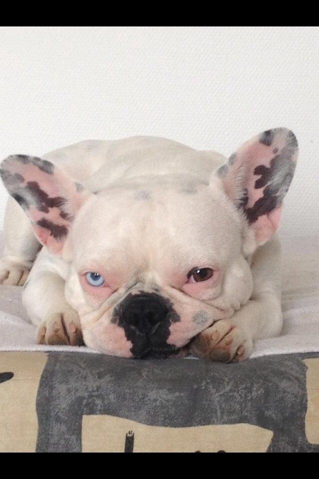 Fransk bulldog Fru Ludvig billede 48