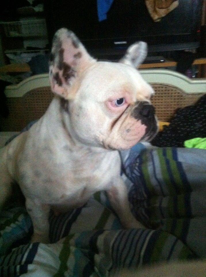 Fransk bulldog Fru Ludvig billede 50