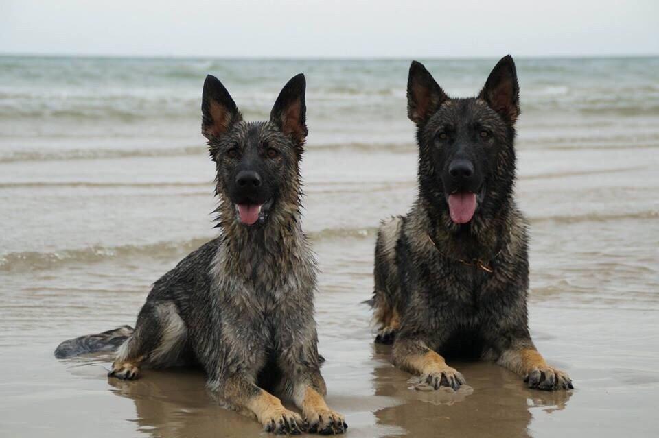 Schæferhund Team Otkjær's Dea(Kiki) billede 22