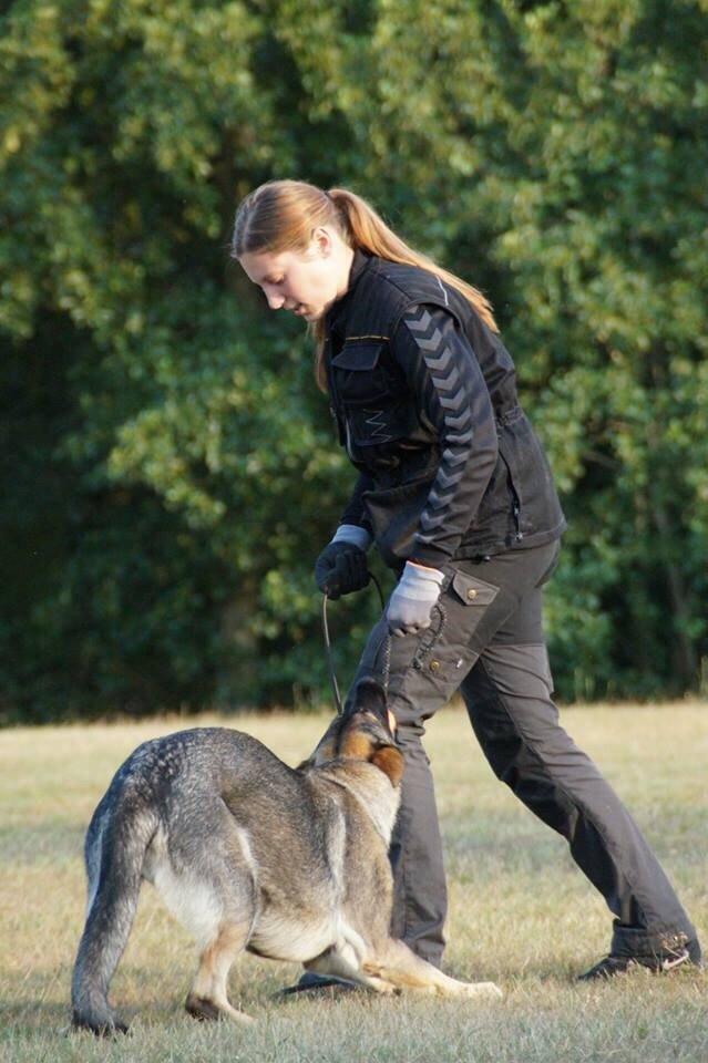 Schæferhund Team Otkjær's Dea(Kiki) billede 23