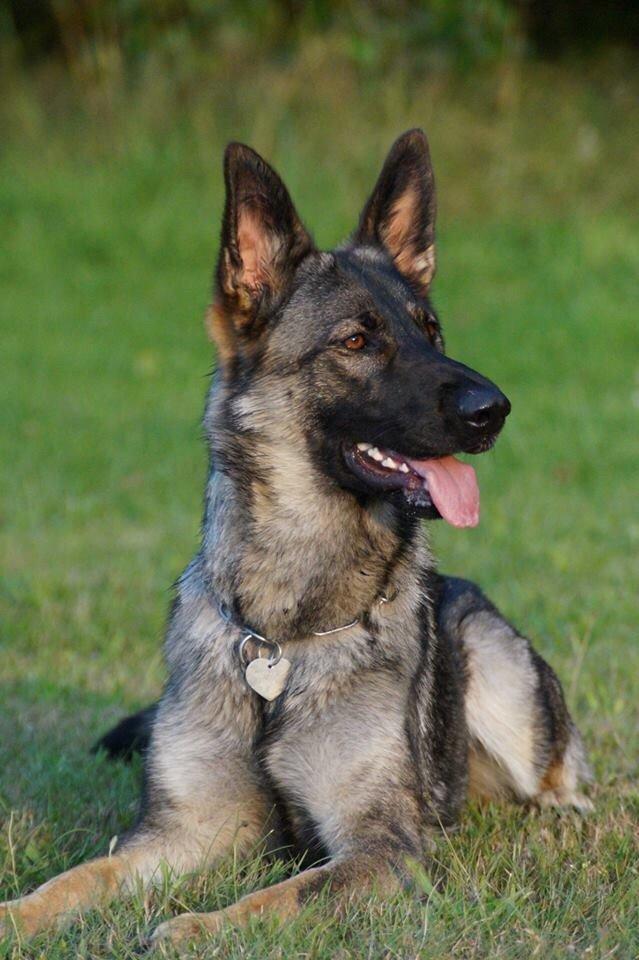 Schæferhund Team Otkjær's Dea(Kiki) billede 24