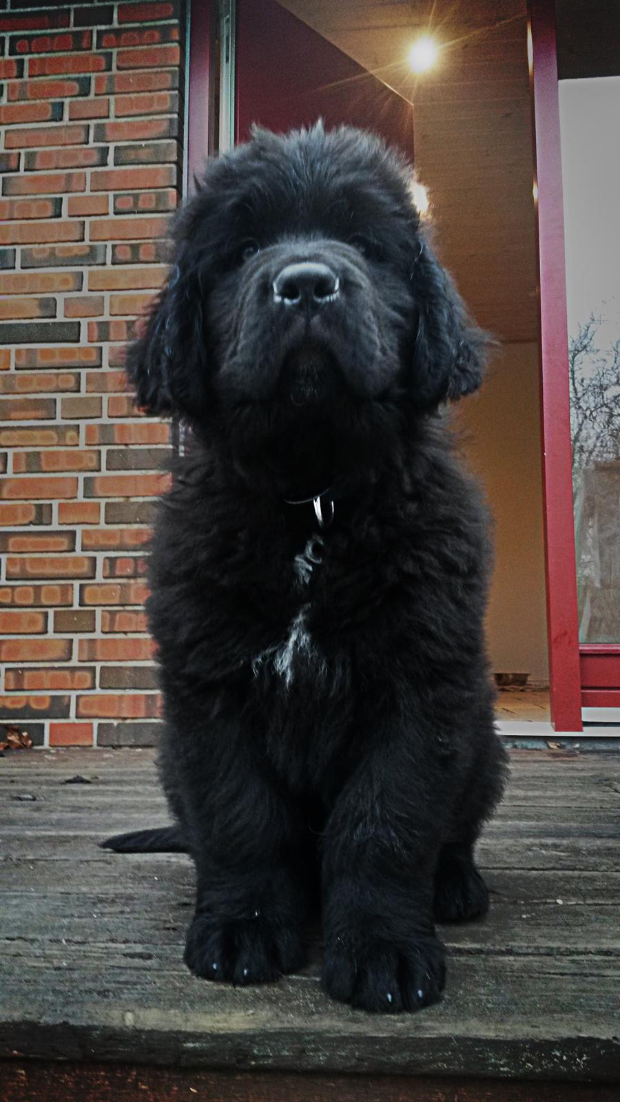 Newfoundlænder Samson billede 4