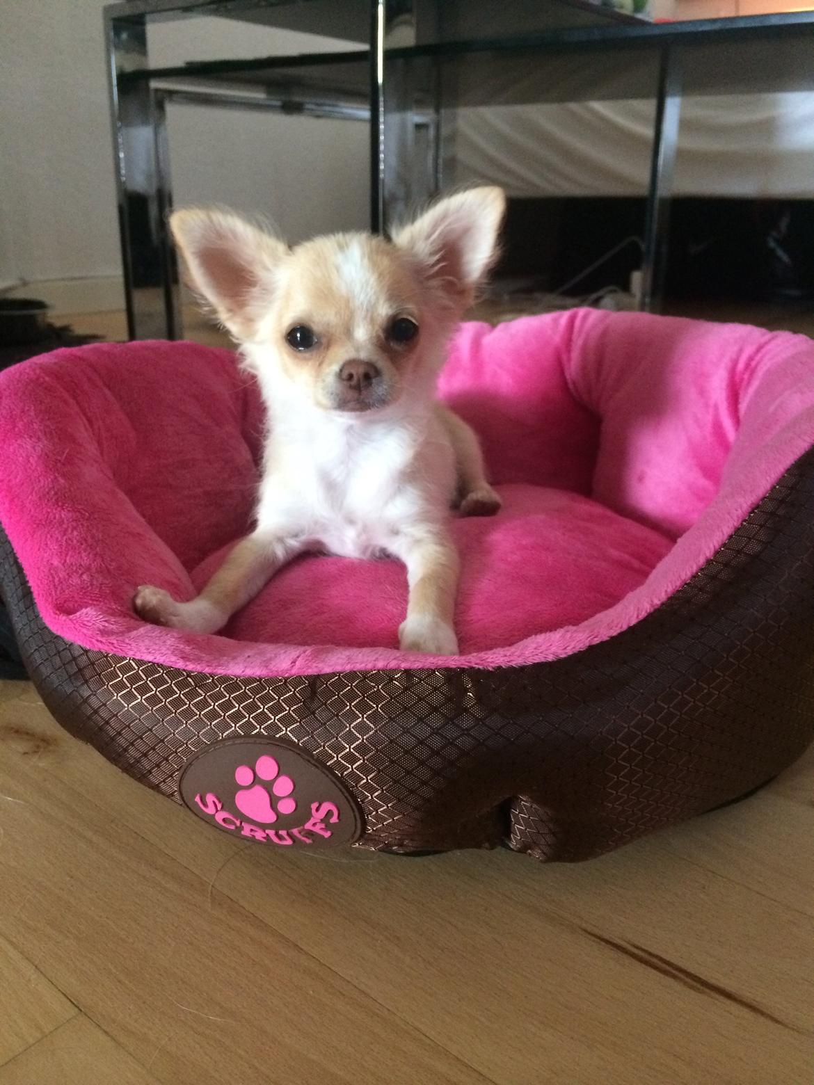 Chihuahua Frida billede 3
