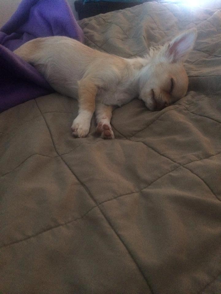 Chihuahua Frida billede 5