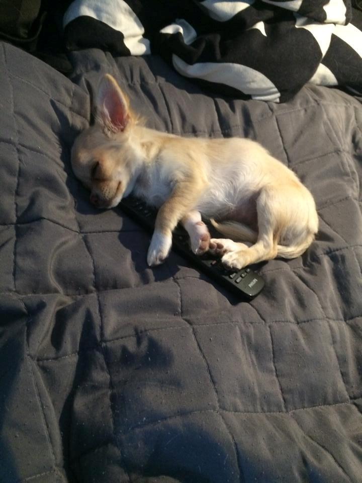 Chihuahua Frida billede 8