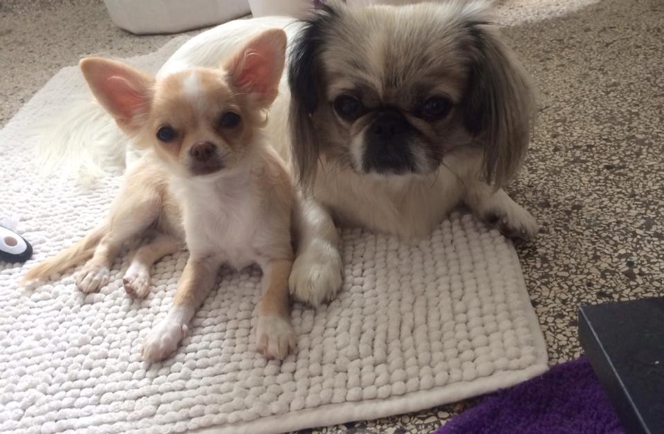 Chihuahua Frida billede 9