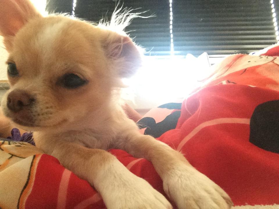 Chihuahua Frida billede 10