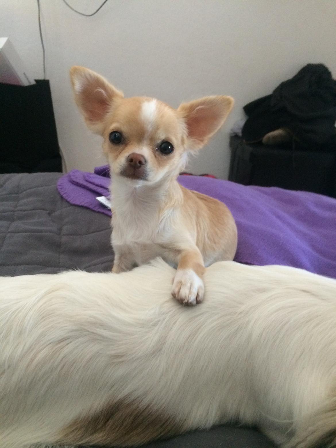 Chihuahua Frida billede 11