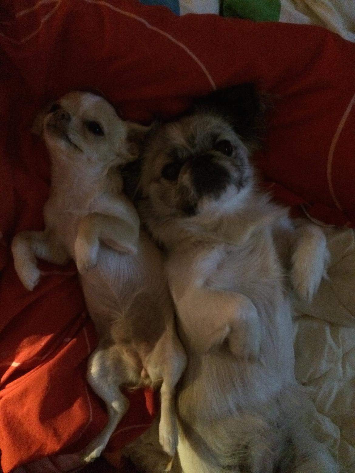 Chihuahua Frida billede 12