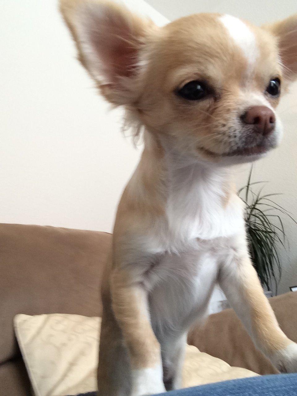 Chihuahua Frida billede 14