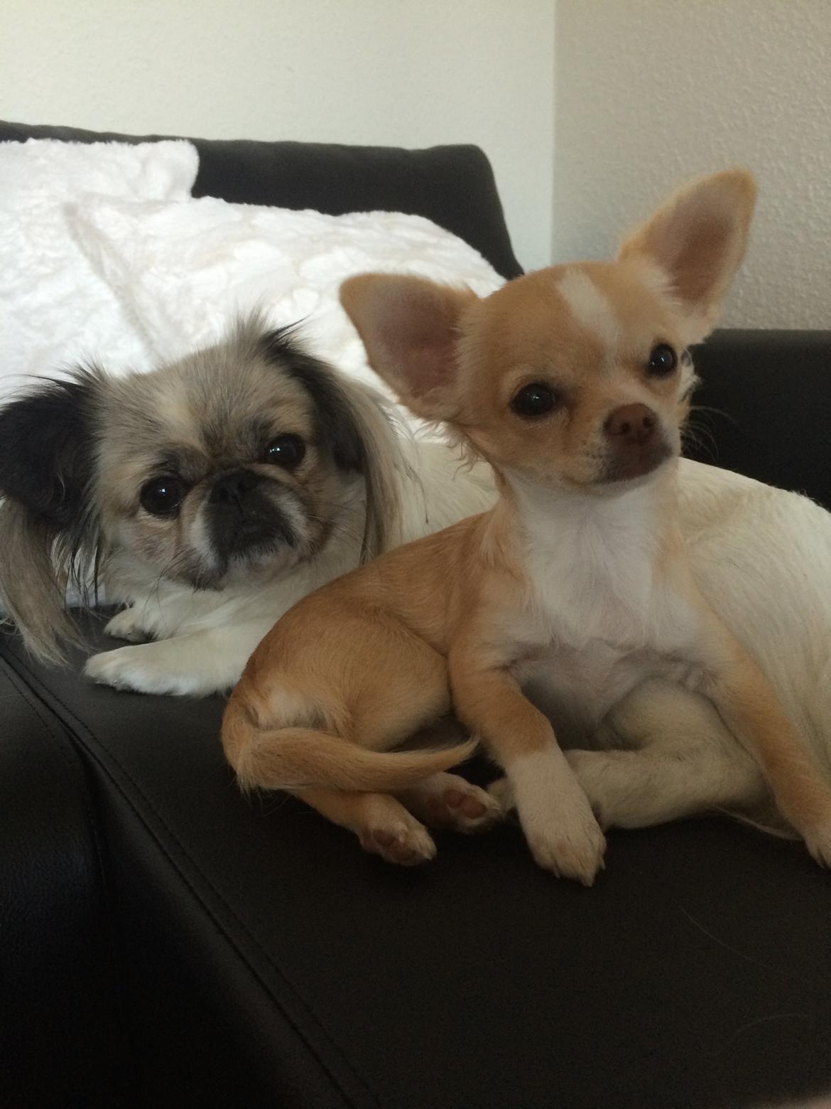 Chihuahua Frida billede 7