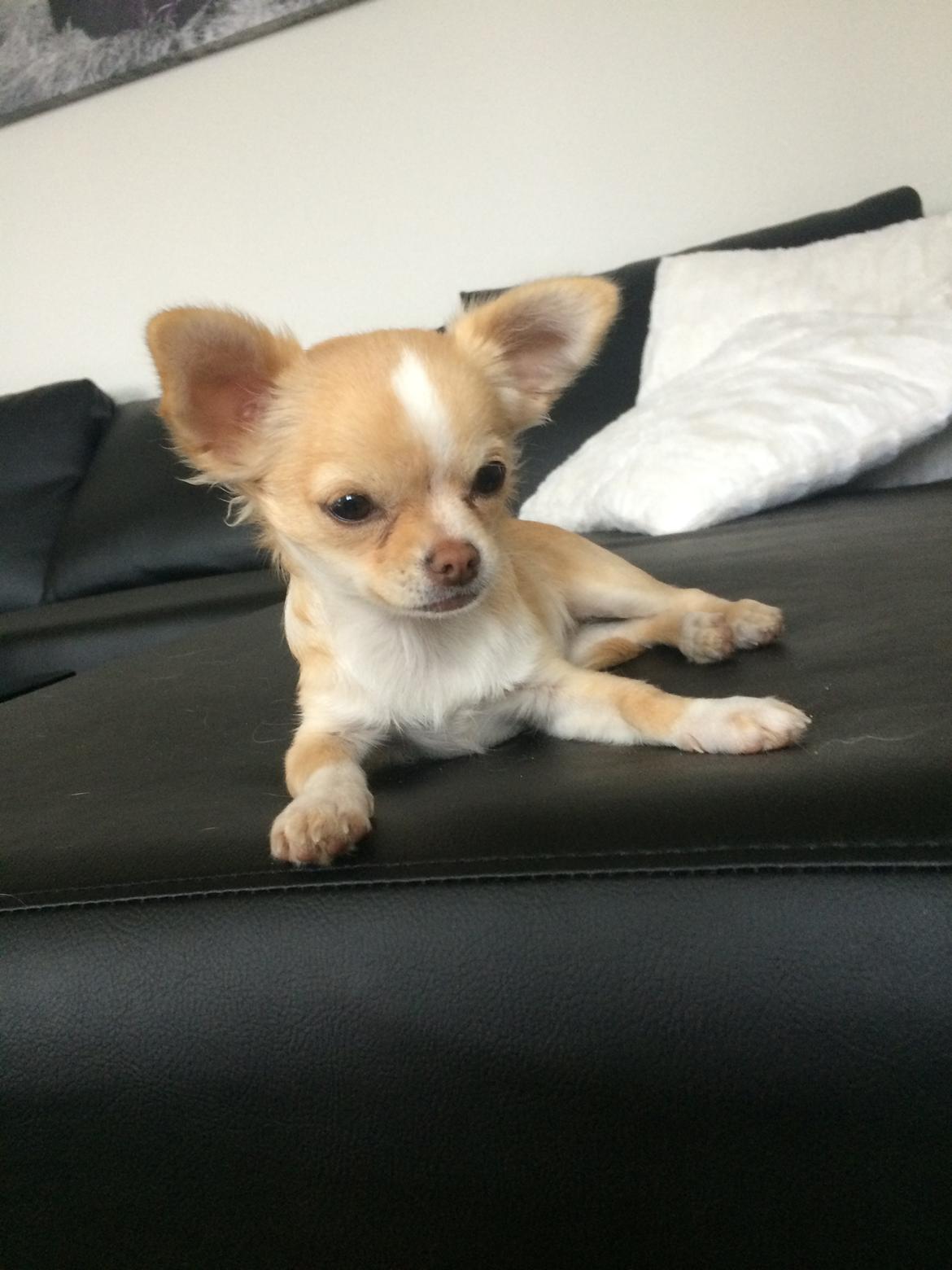 Chihuahua Frida billede 15