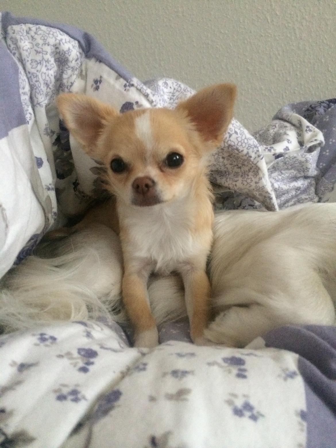 Chihuahua Frida billede 4