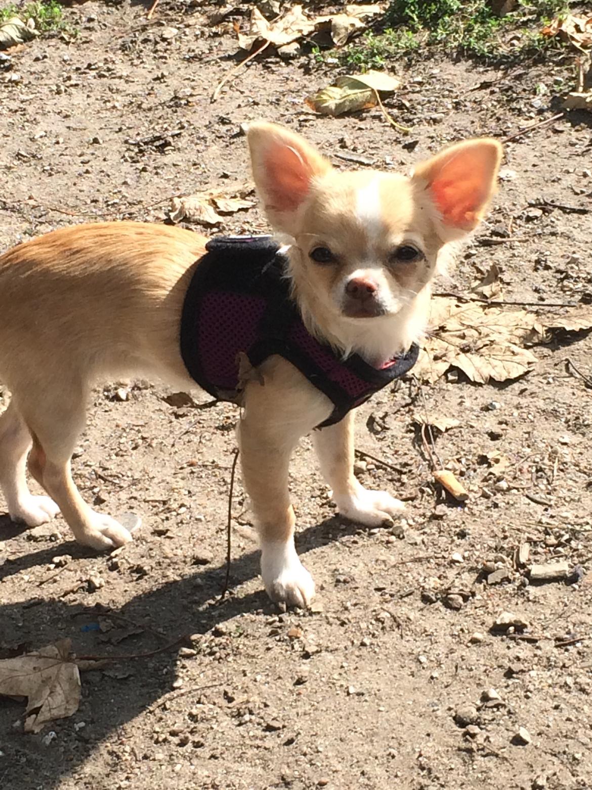 Chihuahua Frida billede 13