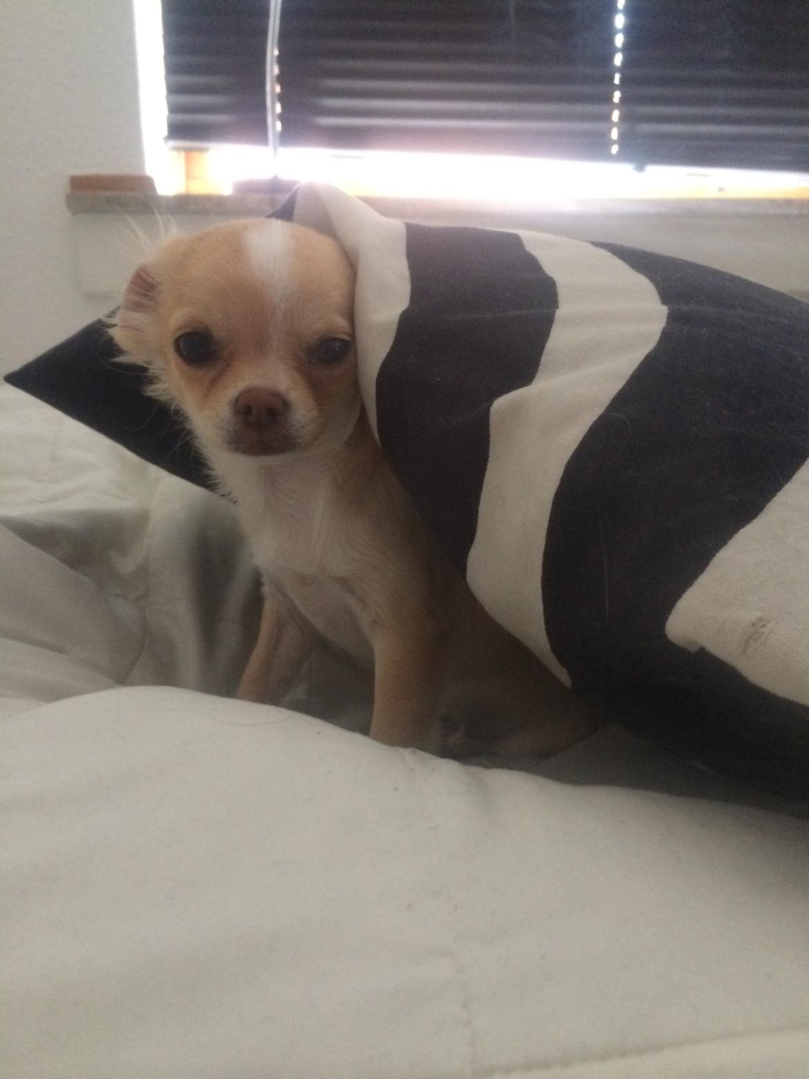 Chihuahua Frida billede 17