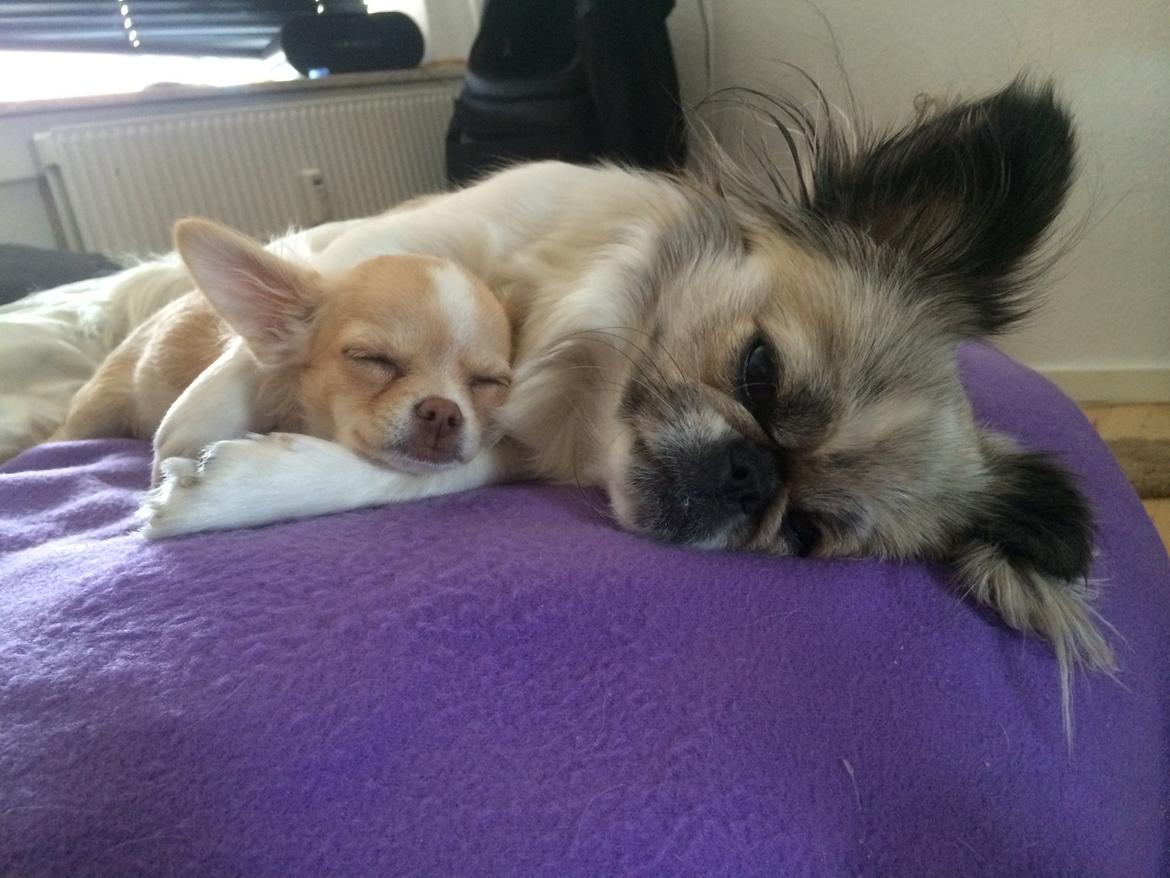 Chihuahua Frida billede 18