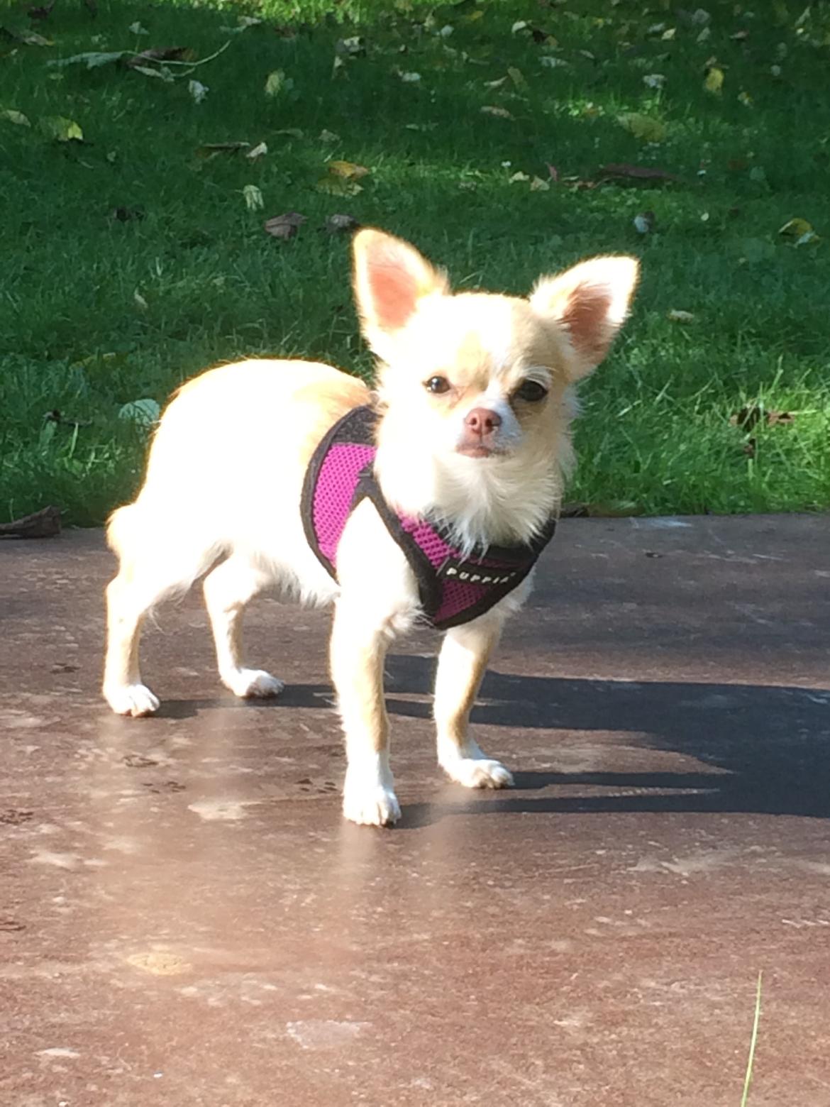 Chihuahua Frida billede 16