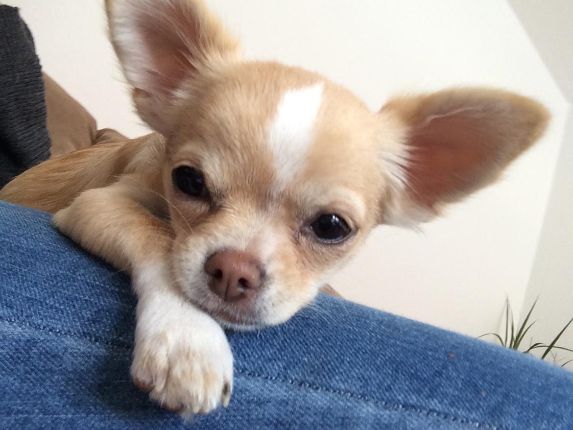 Chihuahua Frida billede 20