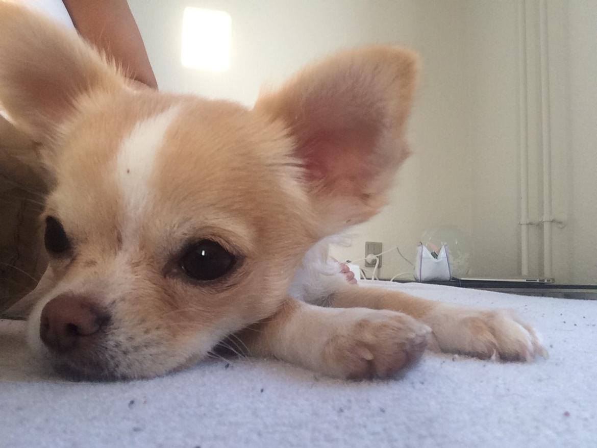 Chihuahua Frida billede 21