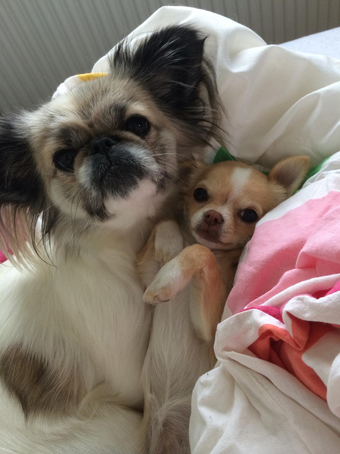 Chihuahua Frida billede 22