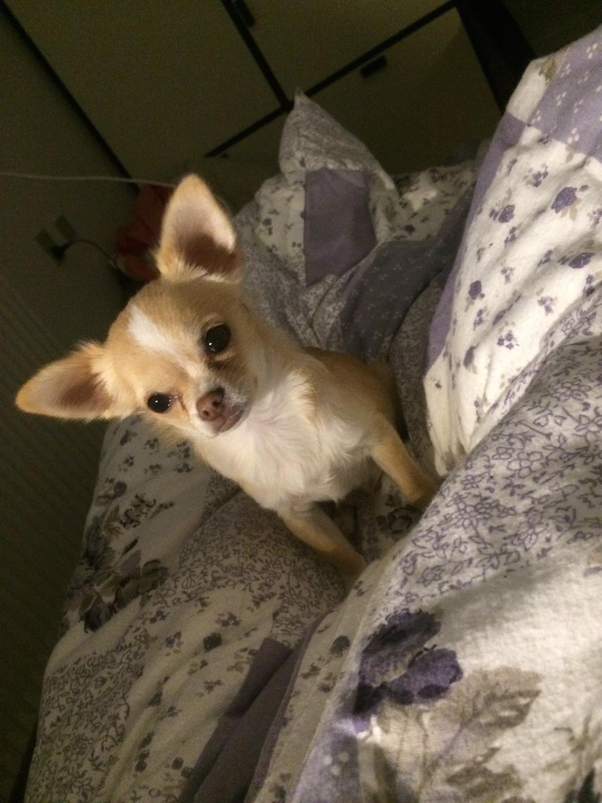 Chihuahua Frida billede 23