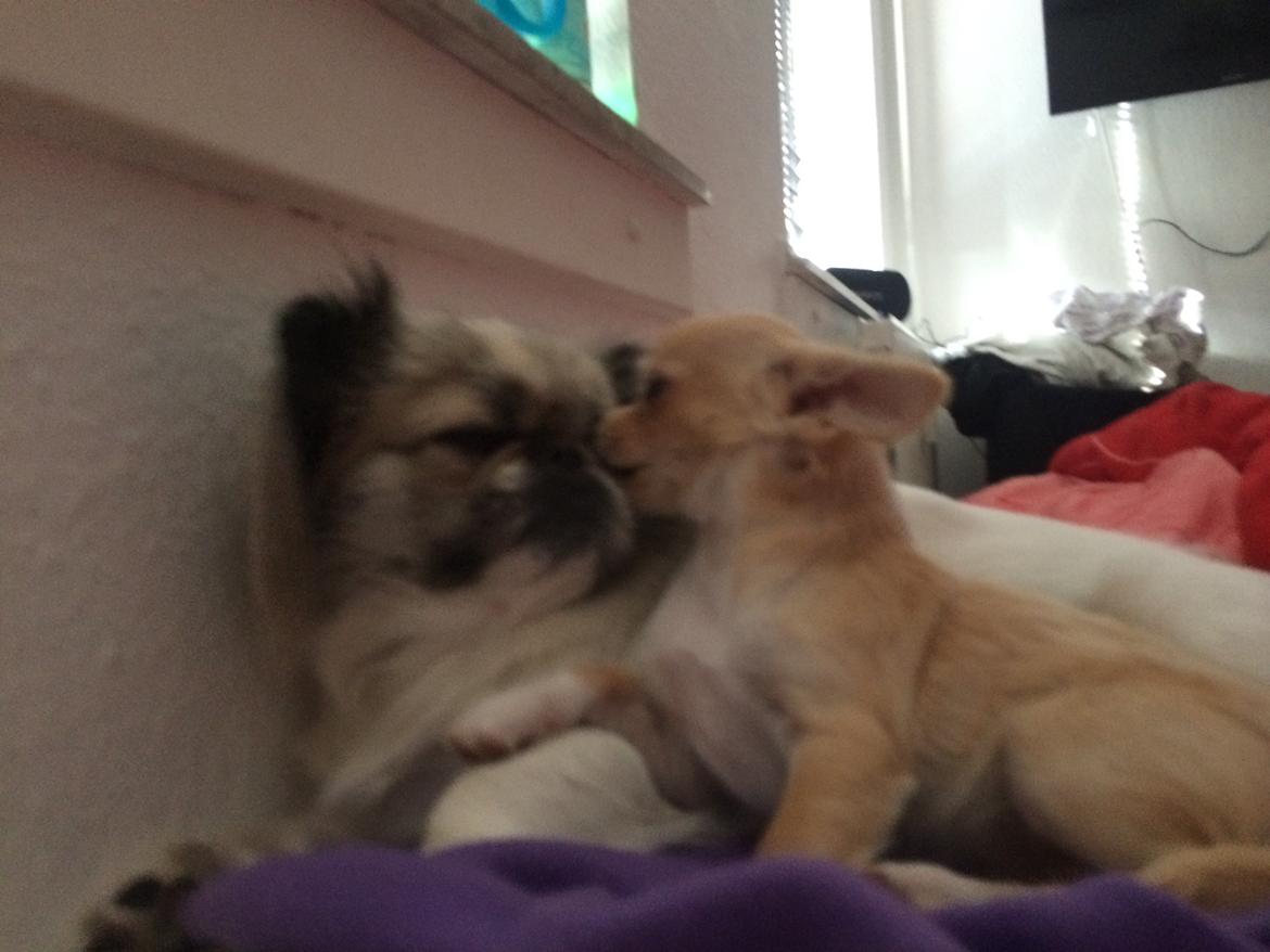 Chihuahua Frida billede 24