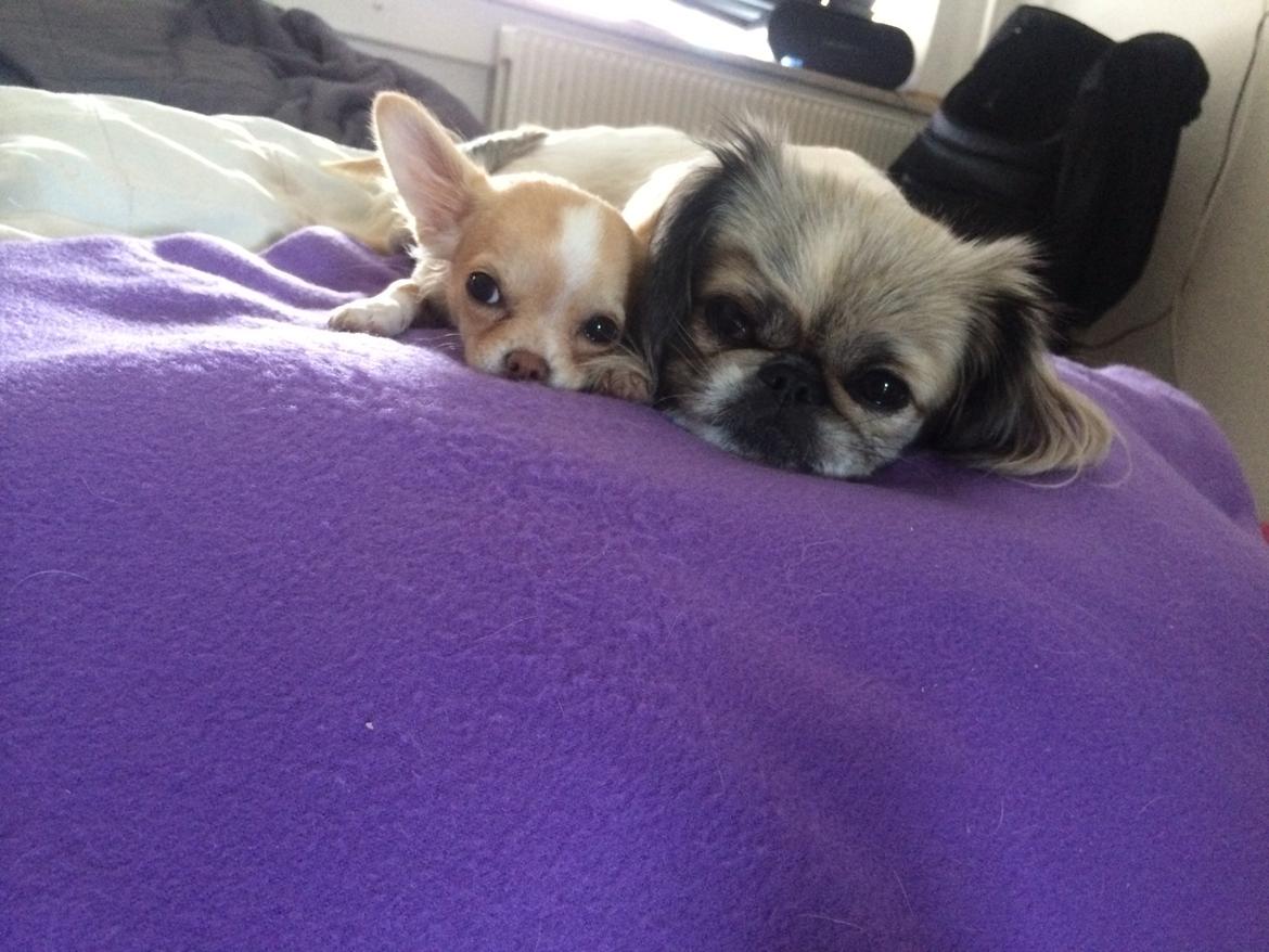 Chihuahua Frida billede 25