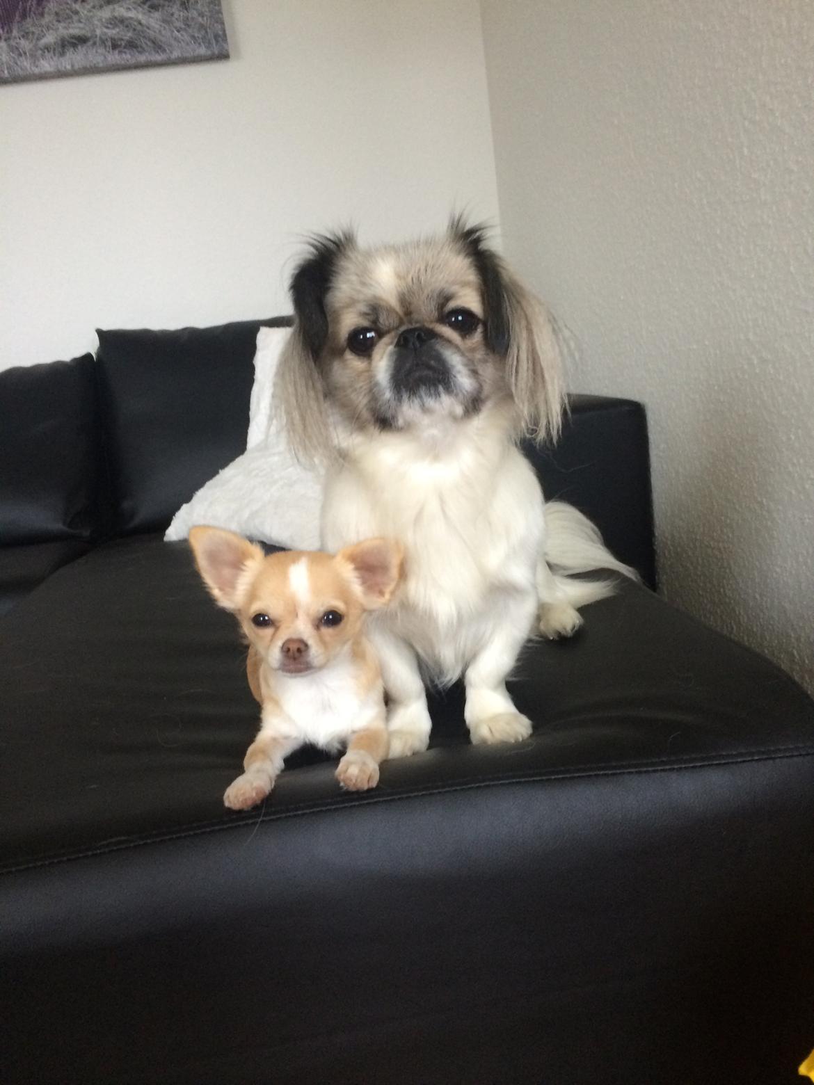 Chihuahua Frida billede 2