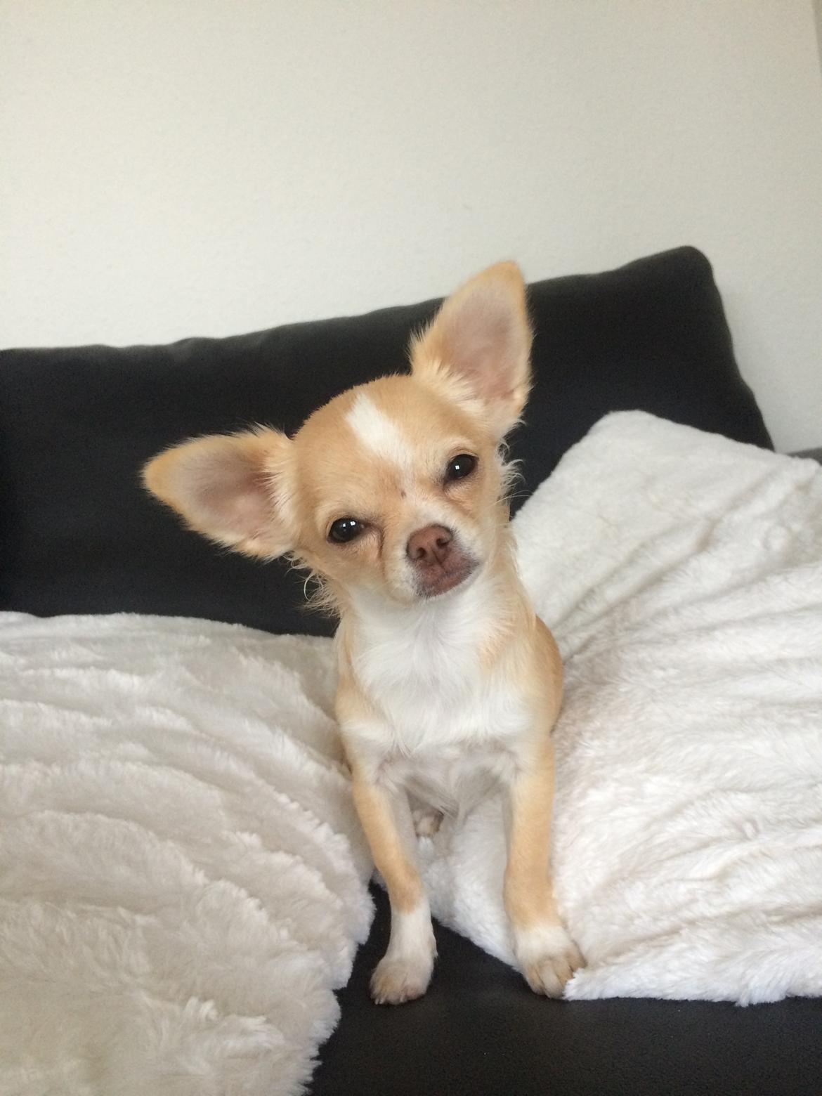 Chihuahua Frida billede 1