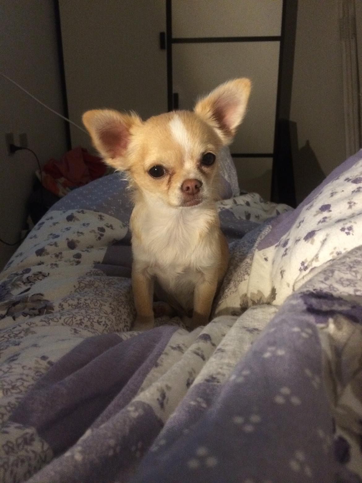 Chihuahua Frida billede 26