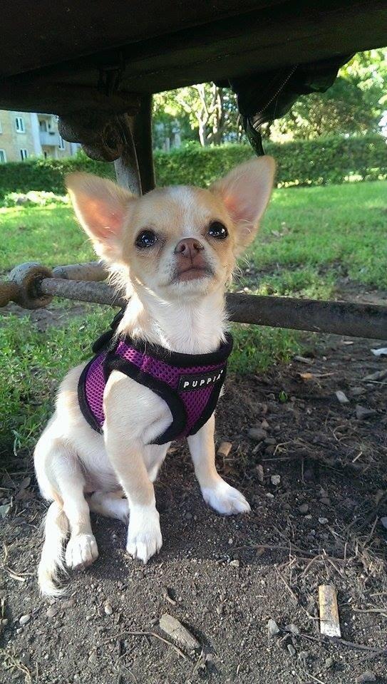 Chihuahua Frida billede 19