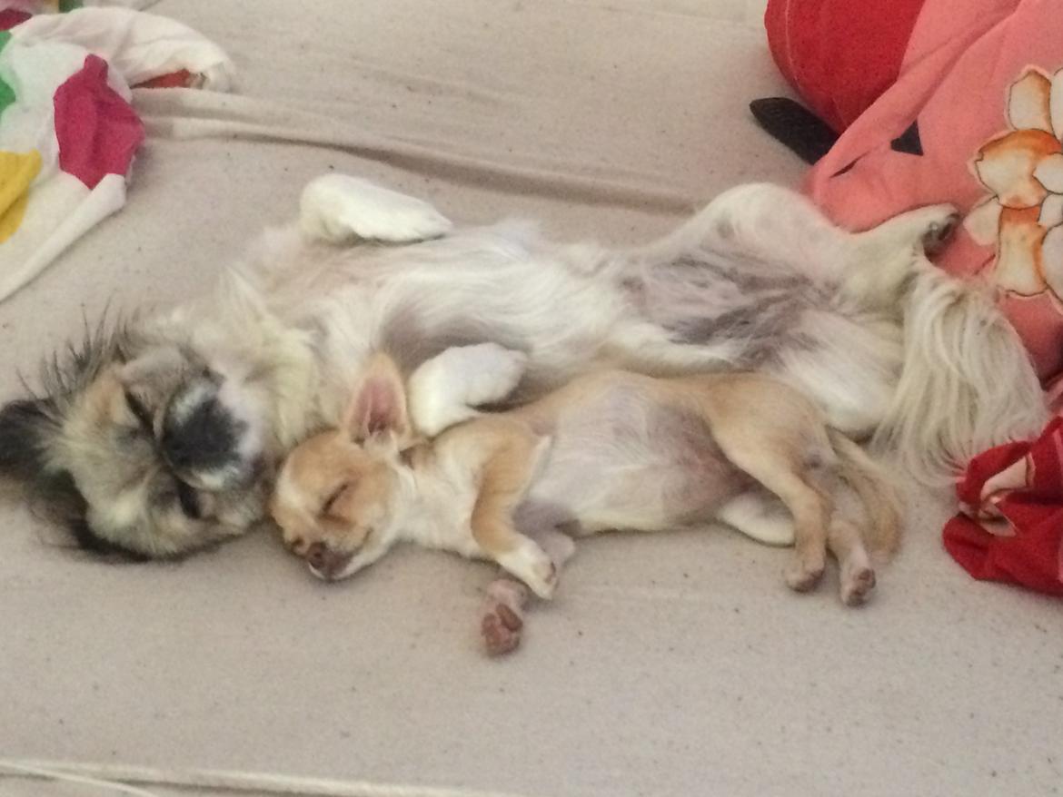 Chihuahua Frida billede 27