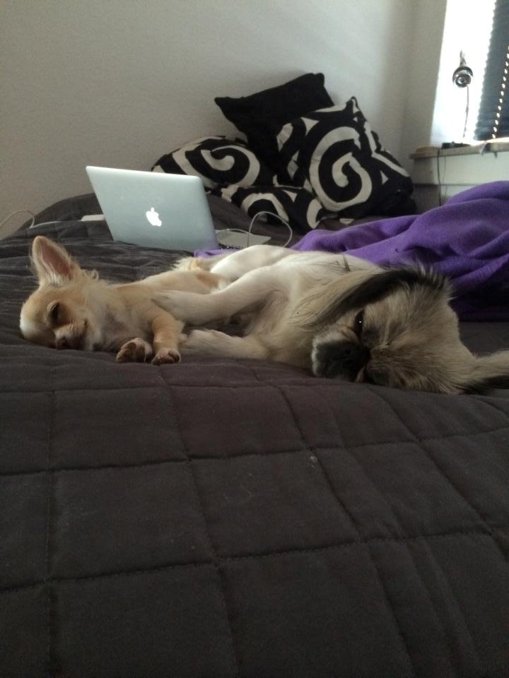 Pekingeser Mille billede 8