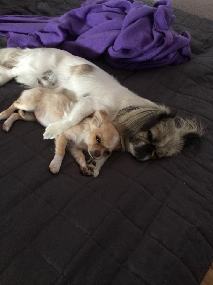 Pekingeser Mille billede 9