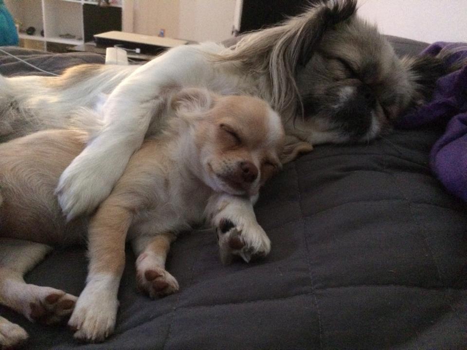 Pekingeser Mille billede 10