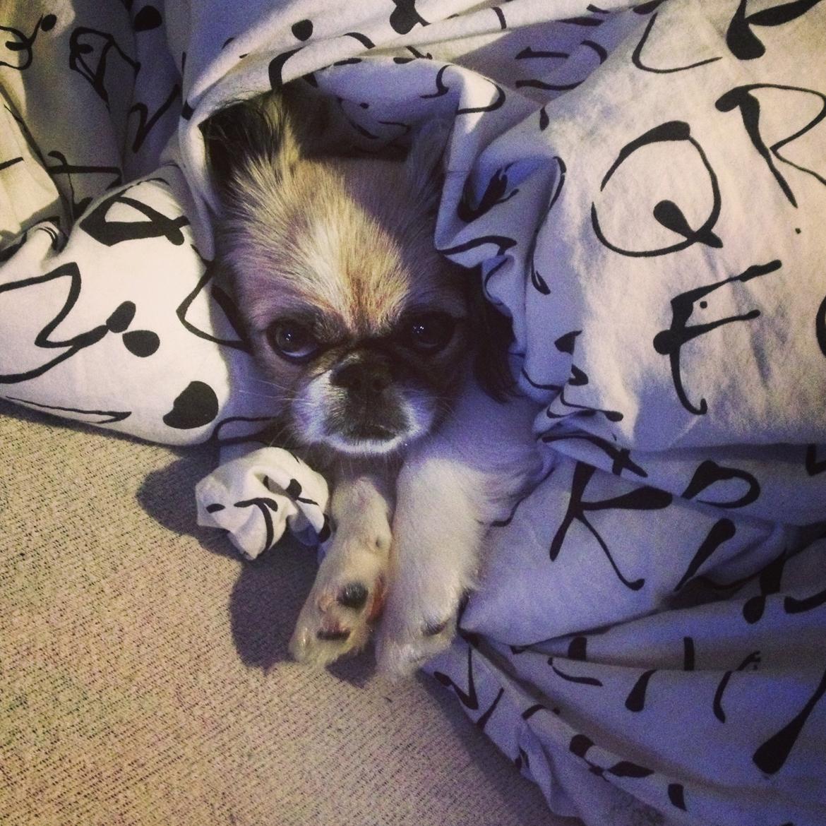 Pekingeser Mille billede 11