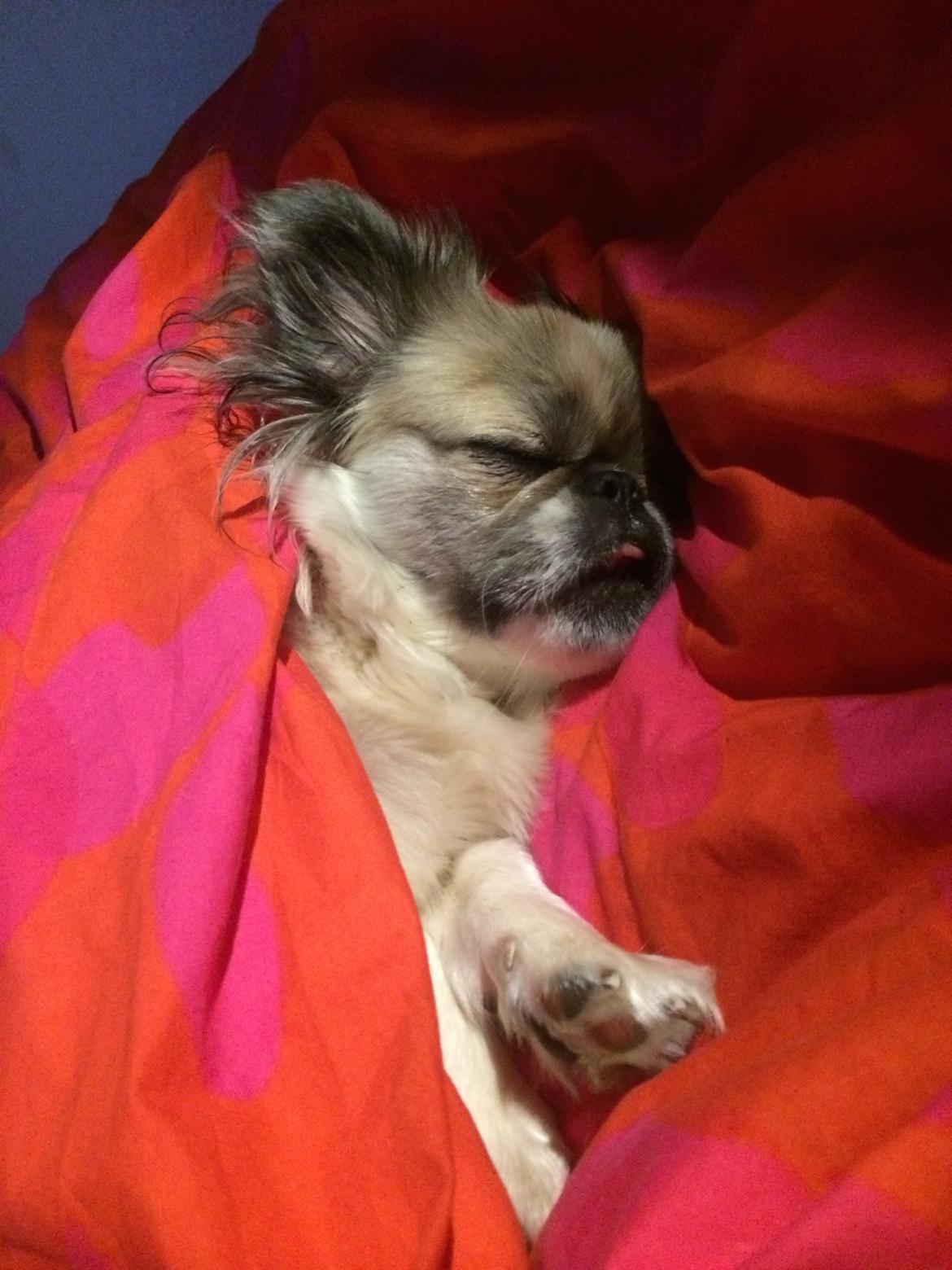 Pekingeser Mille billede 13