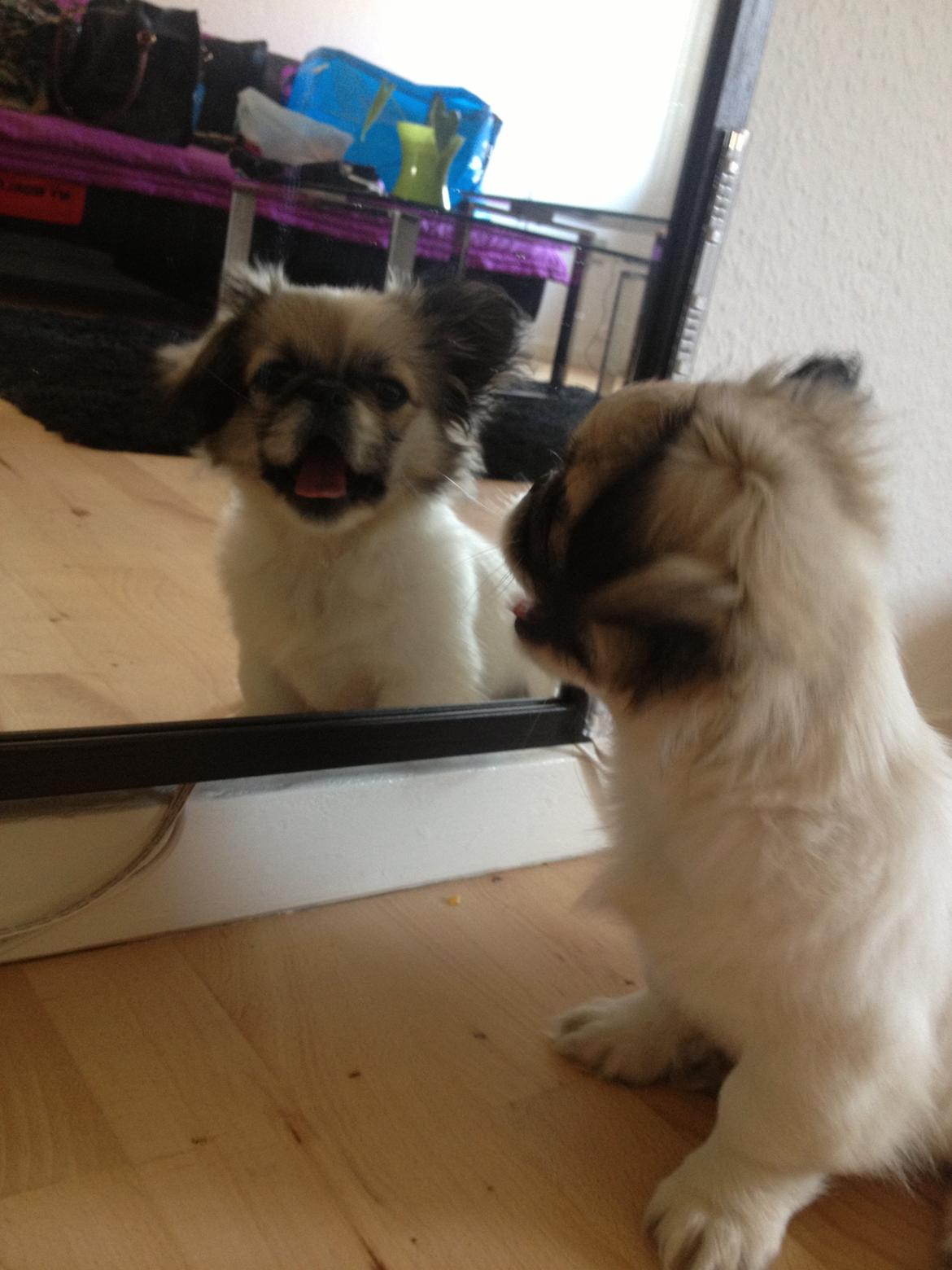 Pekingeser Mille billede 14