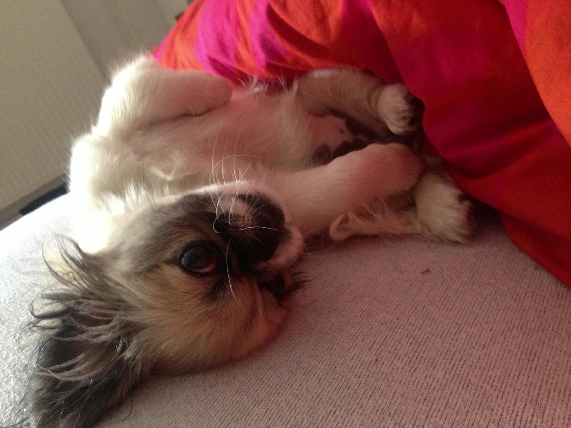 Pekingeser Mille billede 7