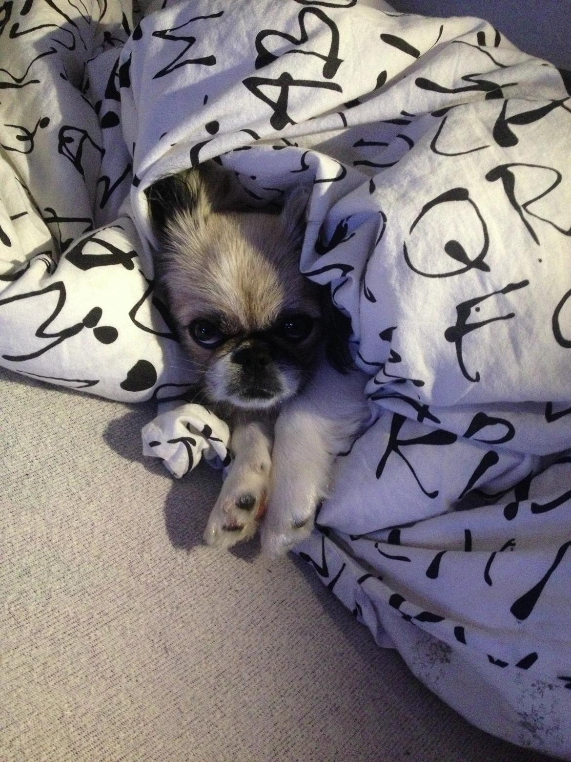 Pekingeser Mille billede 15