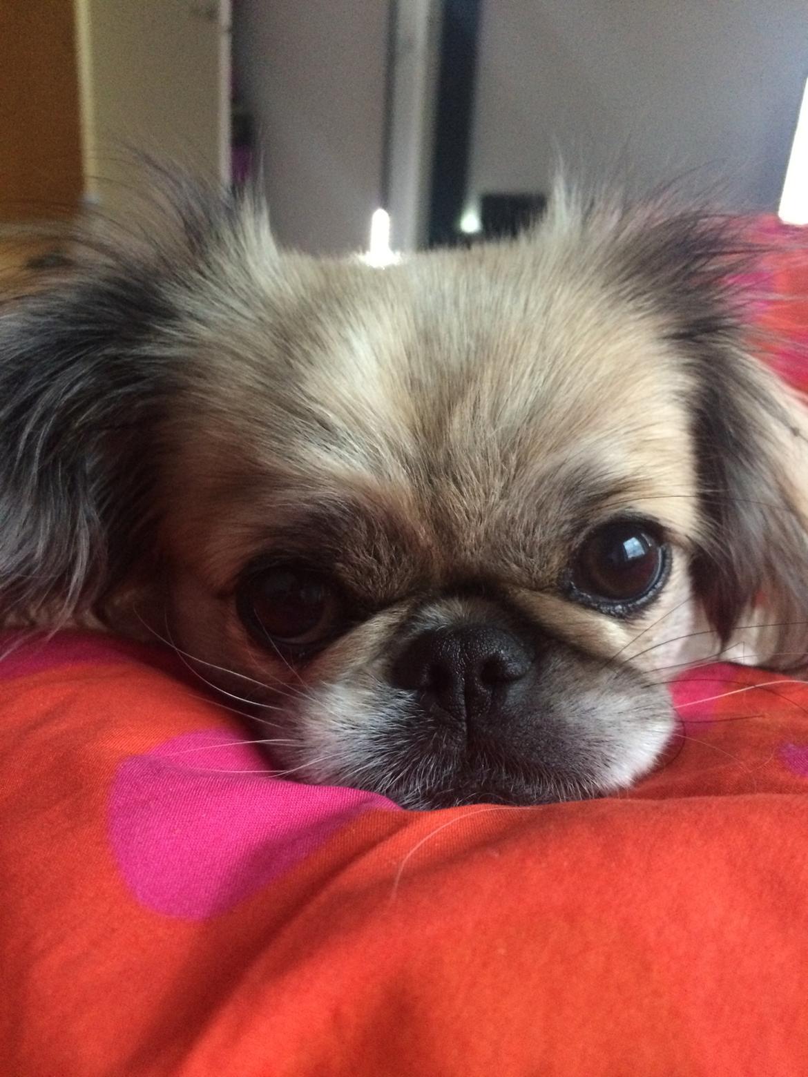 Pekingeser Mille billede 16