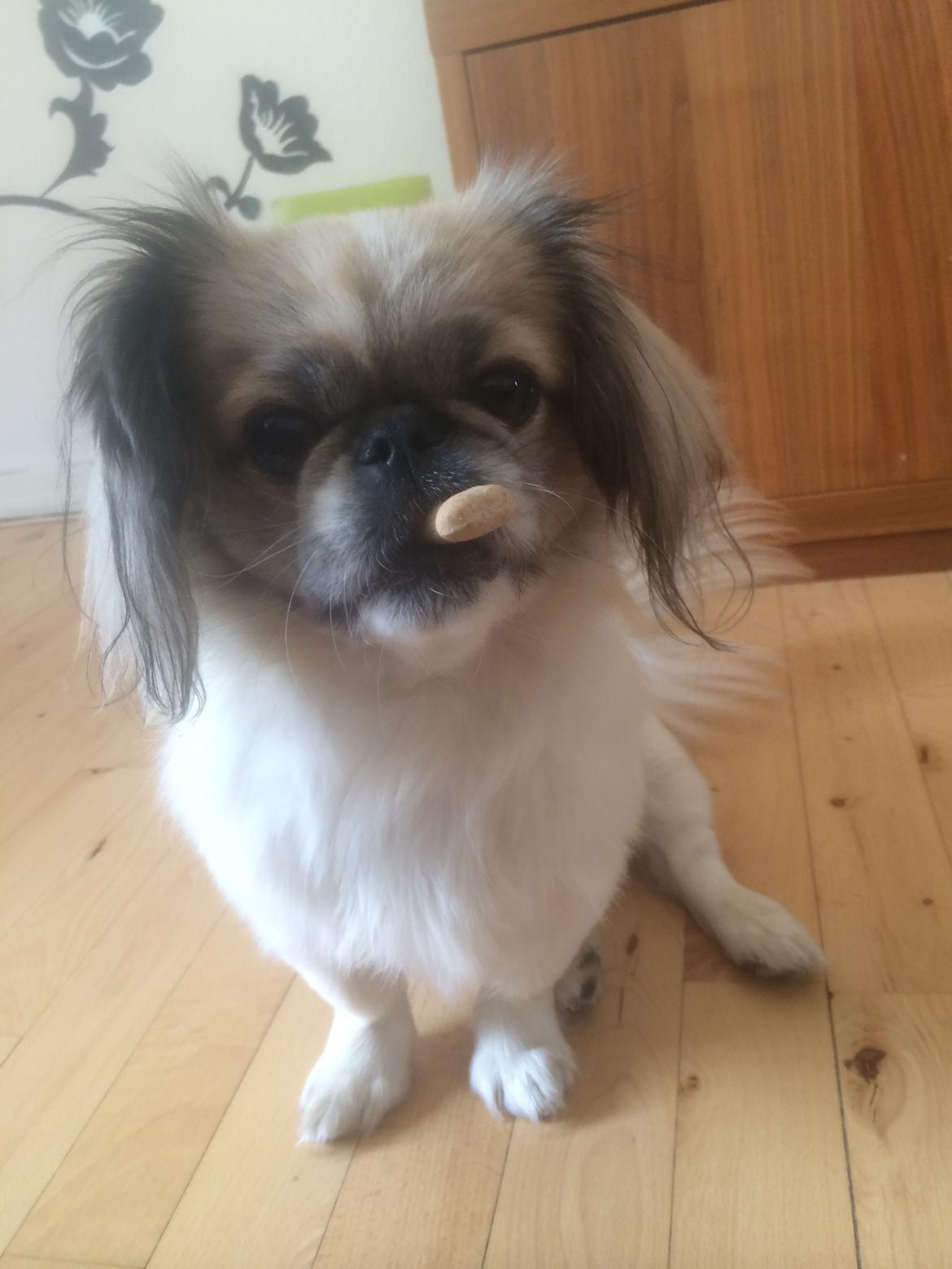 Pekingeser Mille billede 18