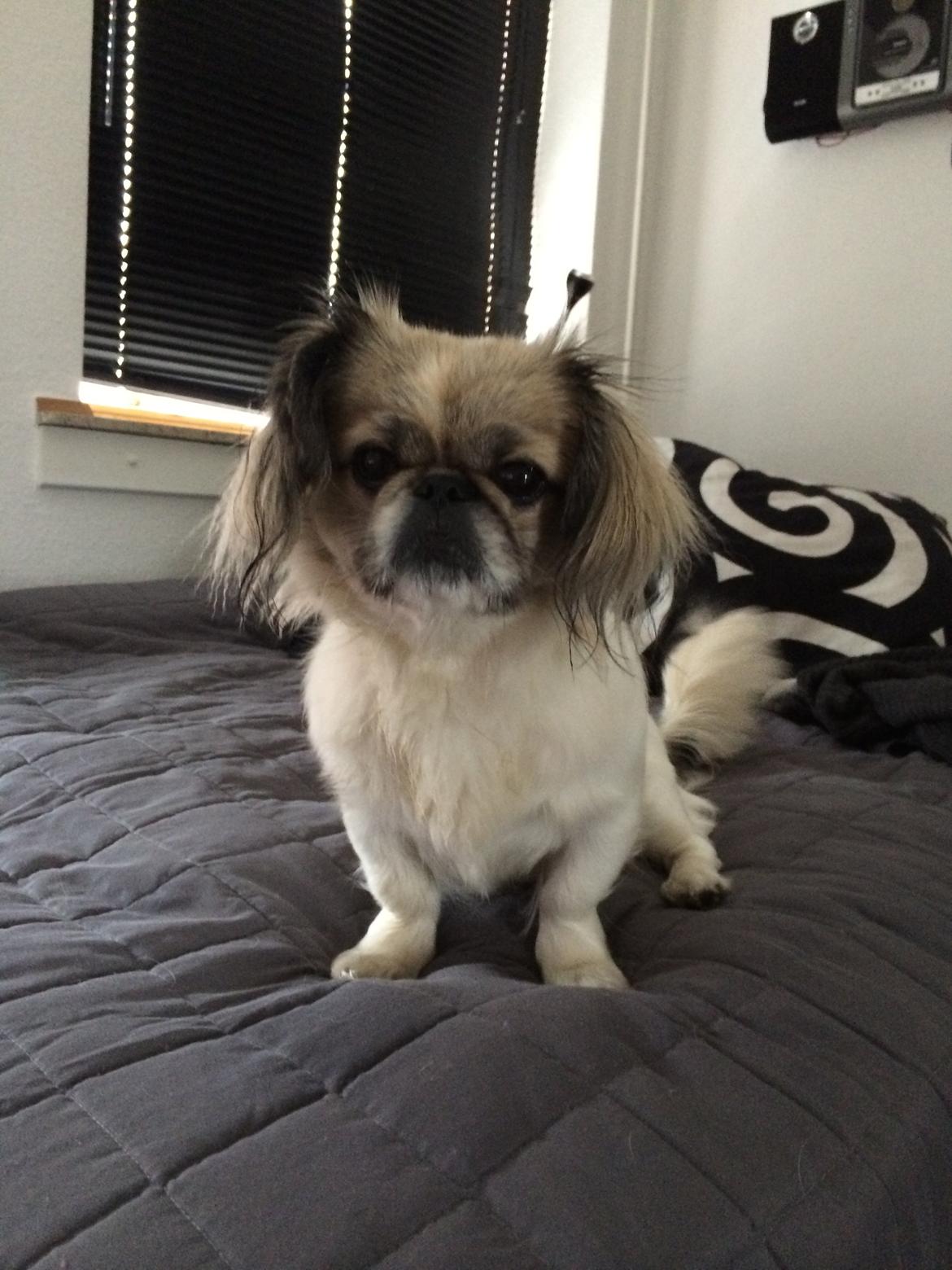 Pekingeser Mille billede 3