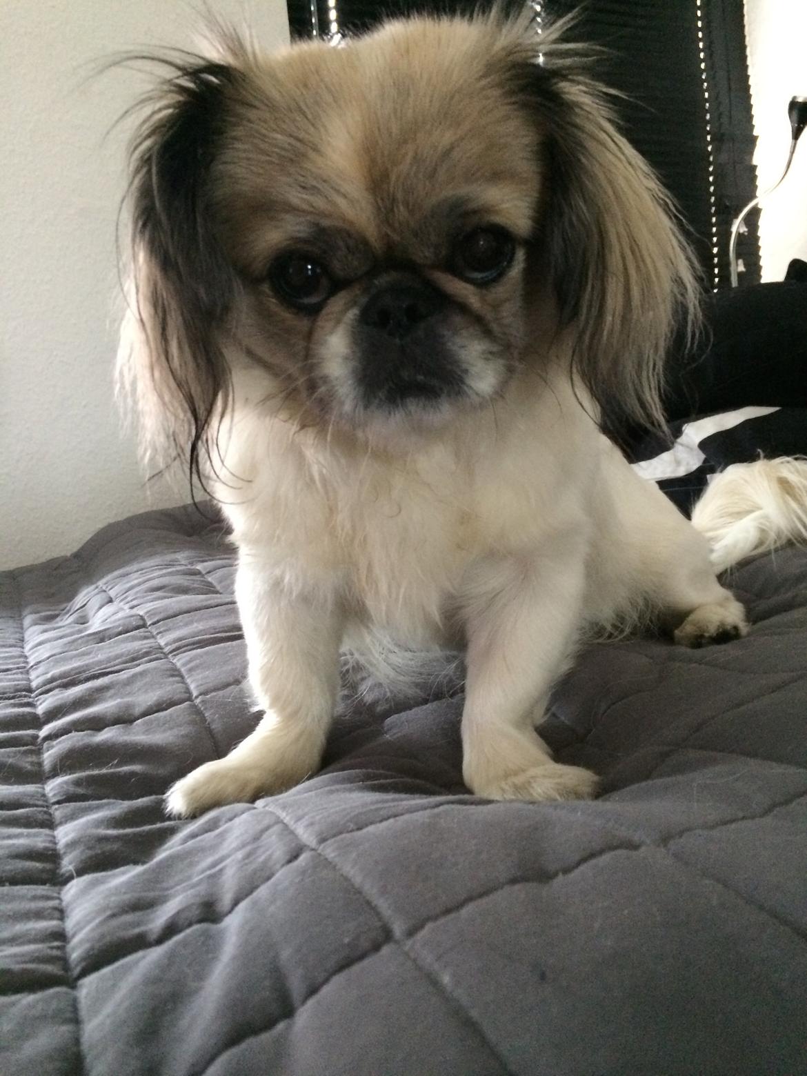Pekingeser Mille billede 19