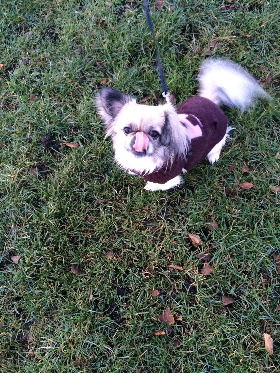 Pekingeser Mille billede 12