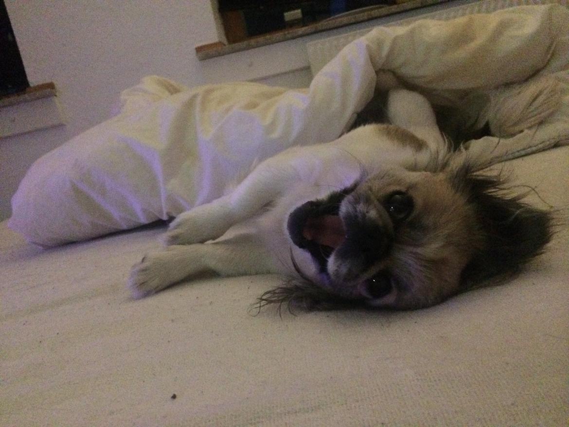 Pekingeser Mille billede 21