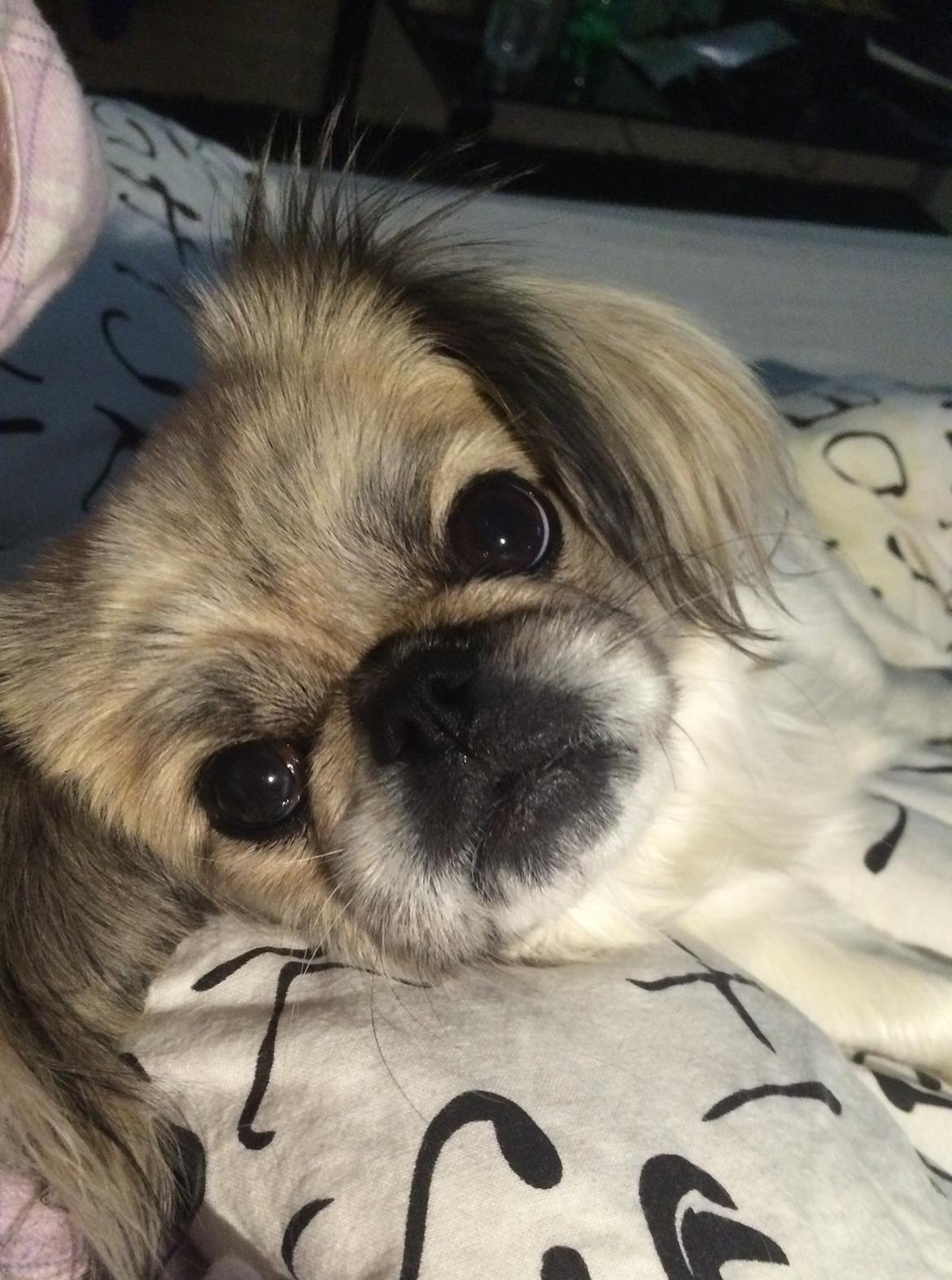 Pekingeser Mille billede 22