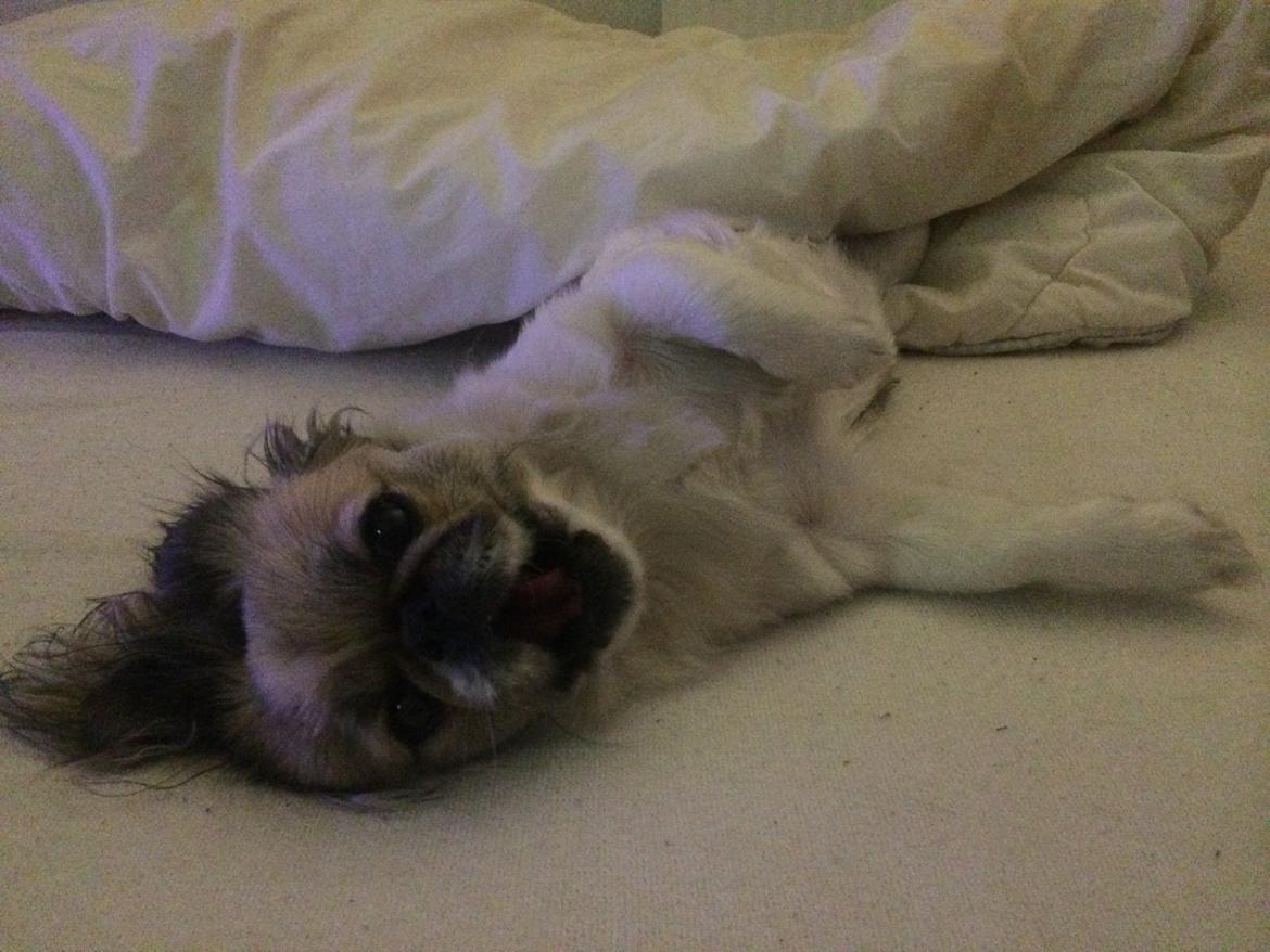 Pekingeser Mille billede 20