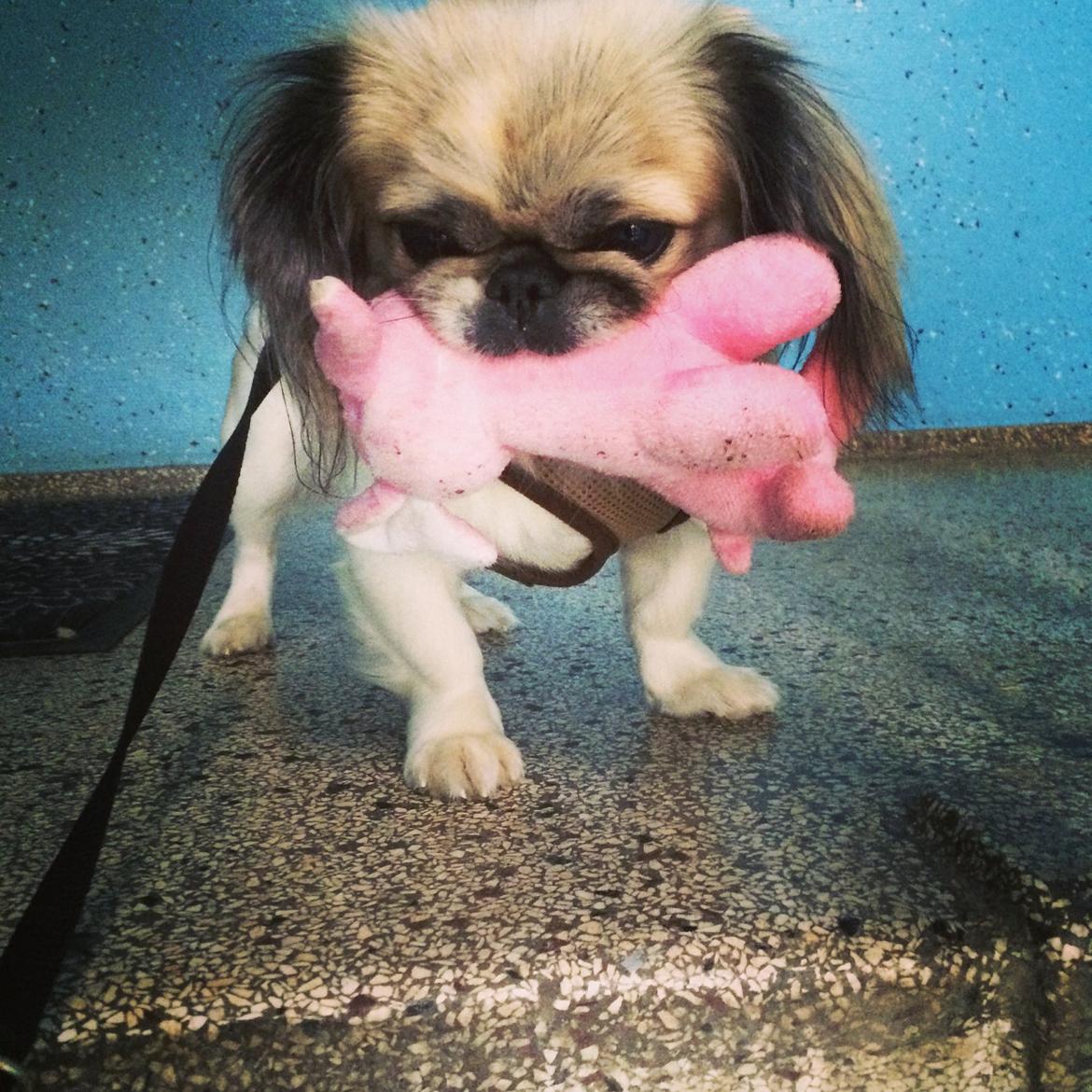 Pekingeser Mille billede 17